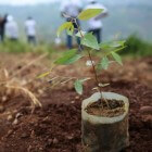 Ecosia: een zoekmachine die bomen plant